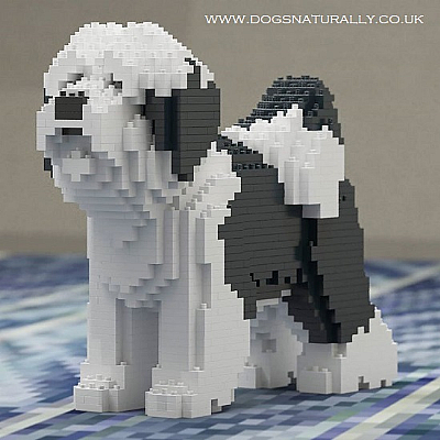 Tibetian Terrier Jekca Available in 2 Colours & 2 Sizes